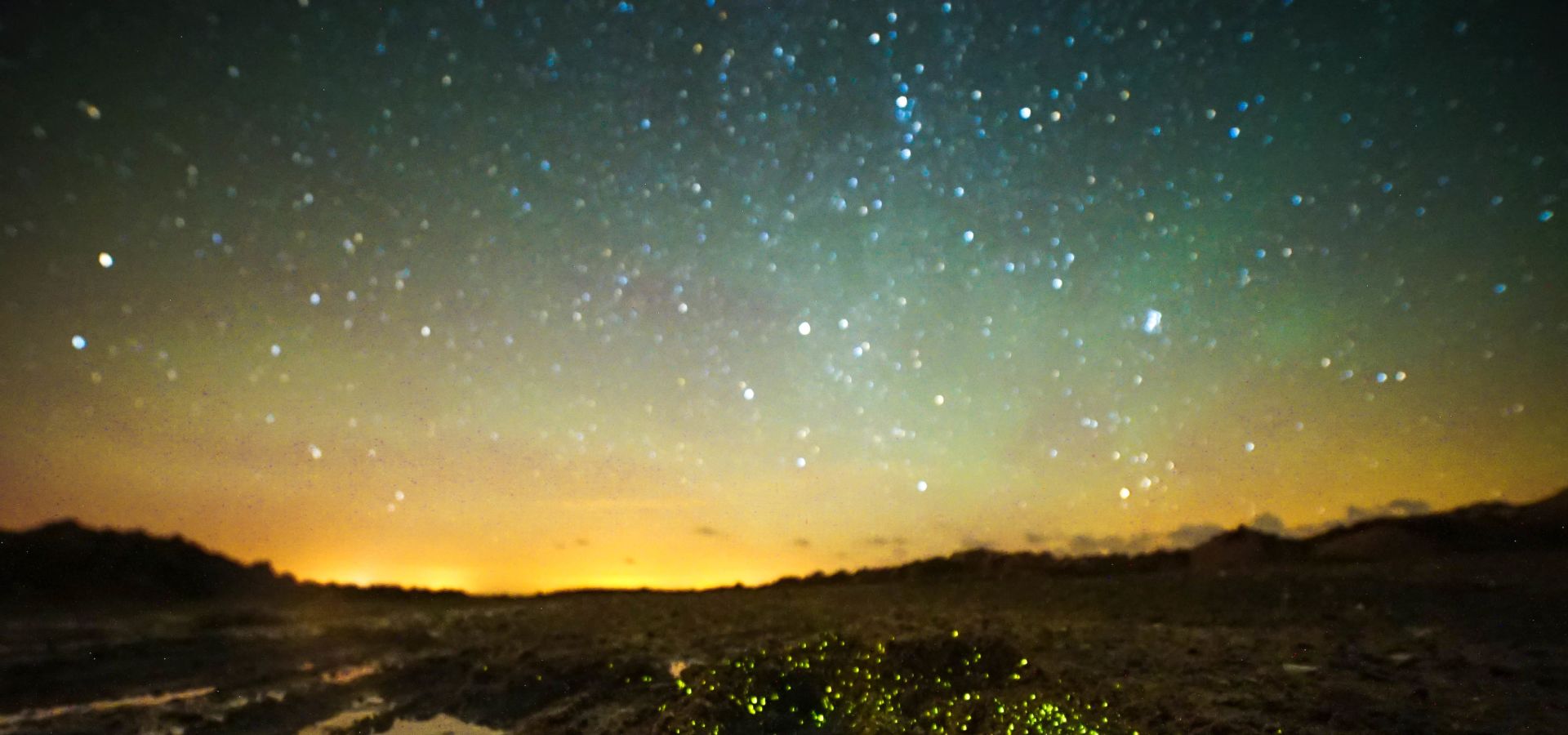 Bioluminescence on The Beach Tours & Activity Session Visit Jersey